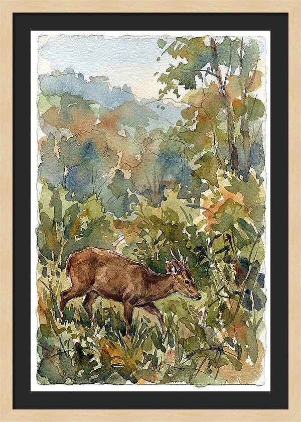 Graceful Hog Deer Amongst Foliage