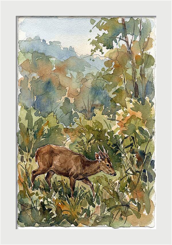Graceful Hog Deer Amongst Foliage