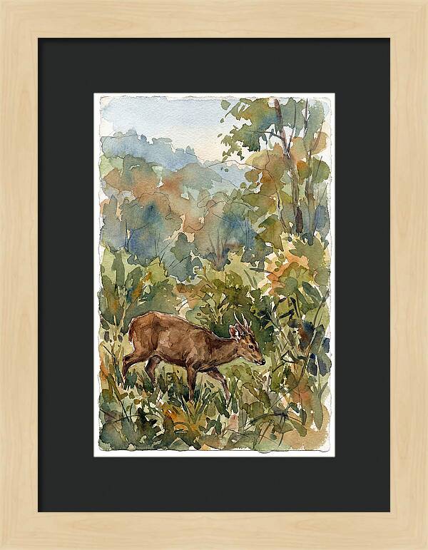 Graceful Hog Deer Amongst Foliage
