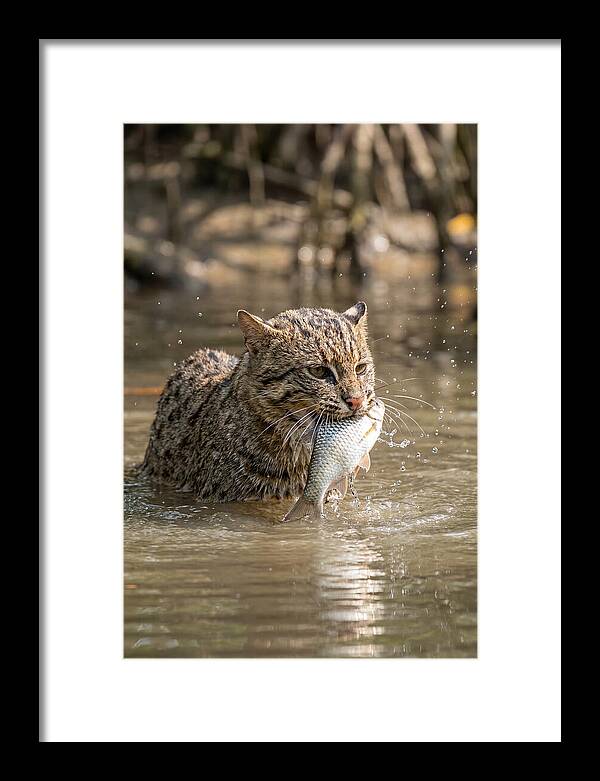 Graceful Hunter Of The Wetlands