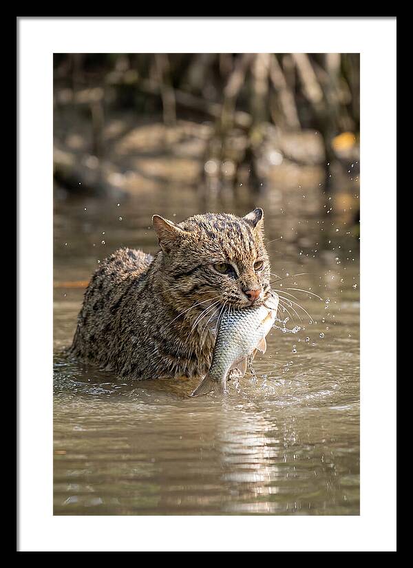 Graceful Hunter Of The Wetlands