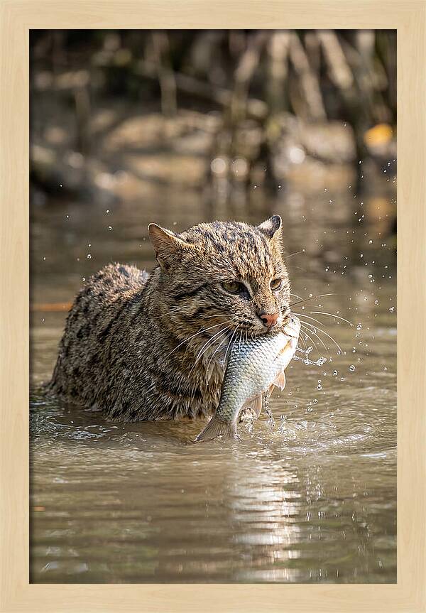 Graceful Hunter Of The Wetlands
