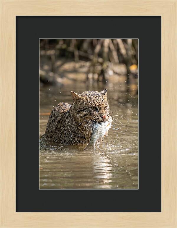 Graceful Hunter Of The Wetlands