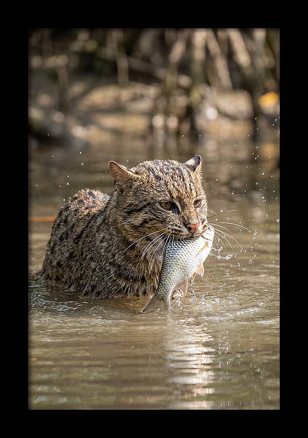 Graceful Hunter Of The Wetlands