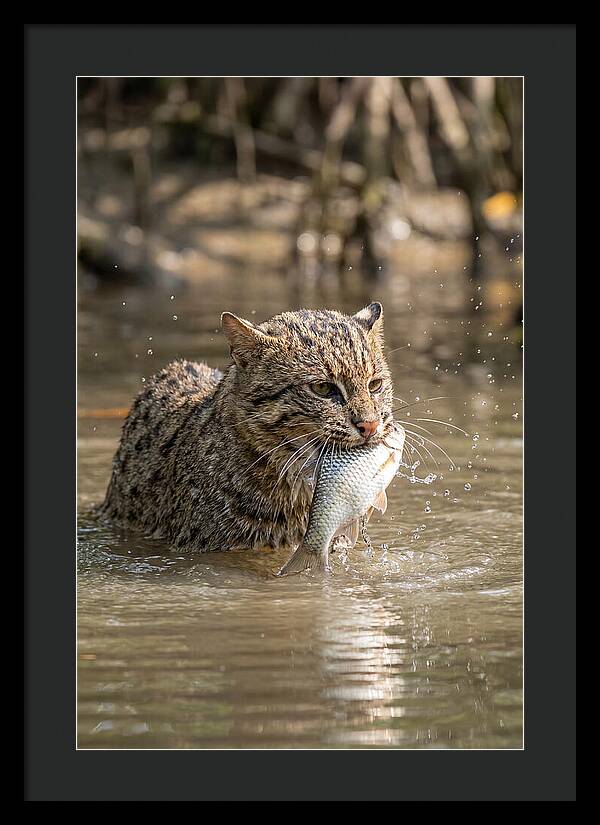 Graceful Hunter Of The Wetlands
