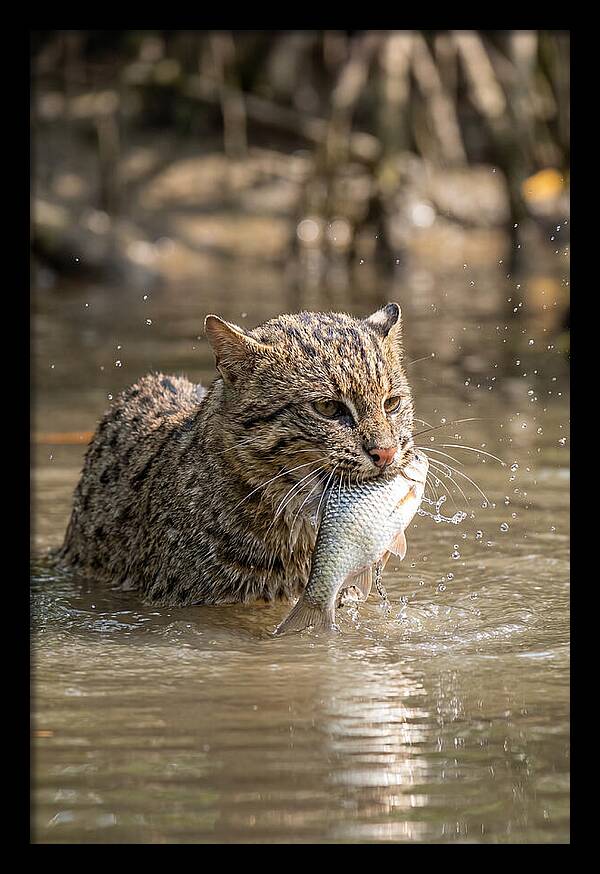 Graceful Hunter Of The Wetlands