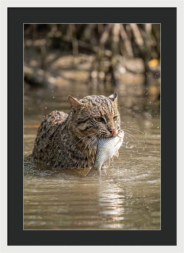 Graceful Hunter Of The Wetlands