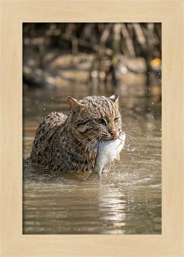 Graceful Hunter Of The Wetlands