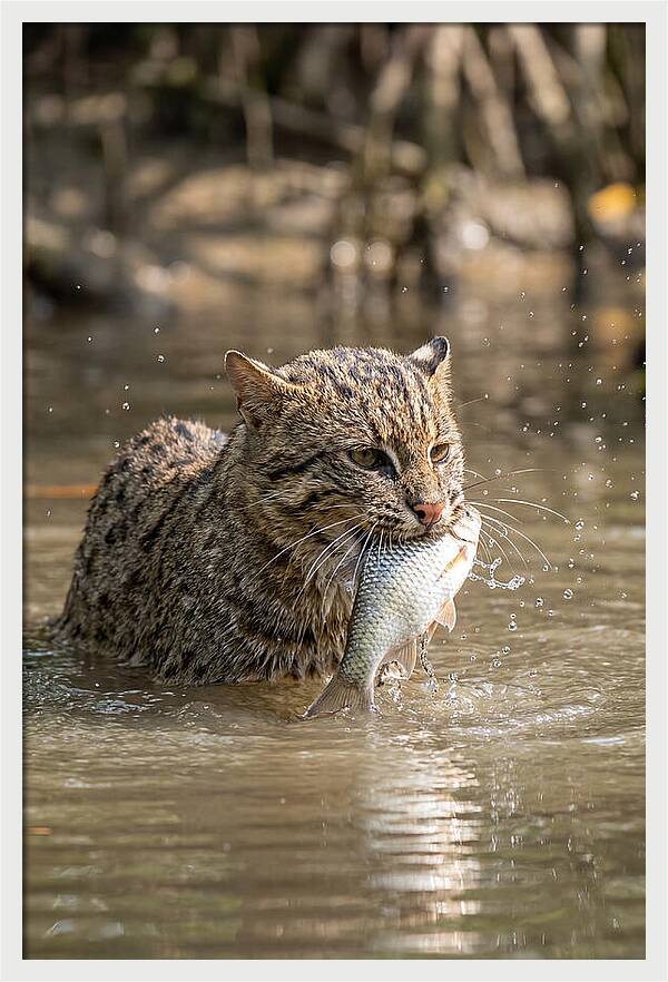 Graceful Hunter Of The Wetlands