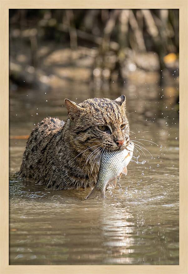 Graceful Hunter Of The Wetlands
