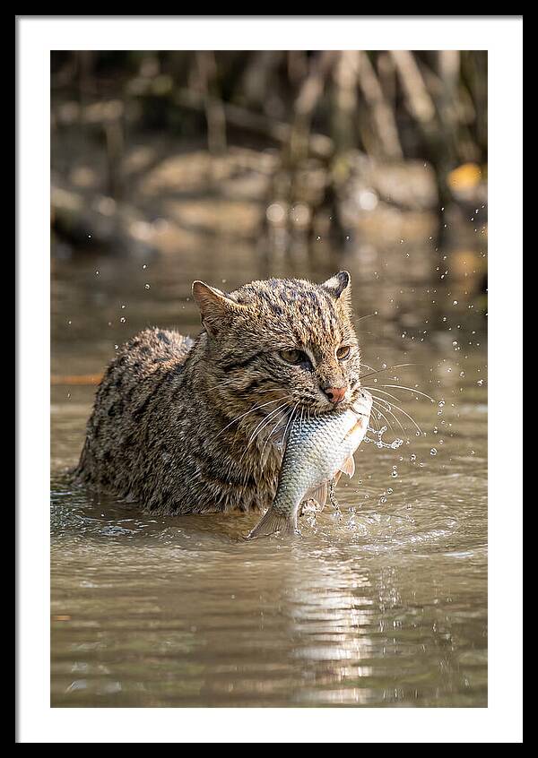 Graceful Hunter Of The Wetlands