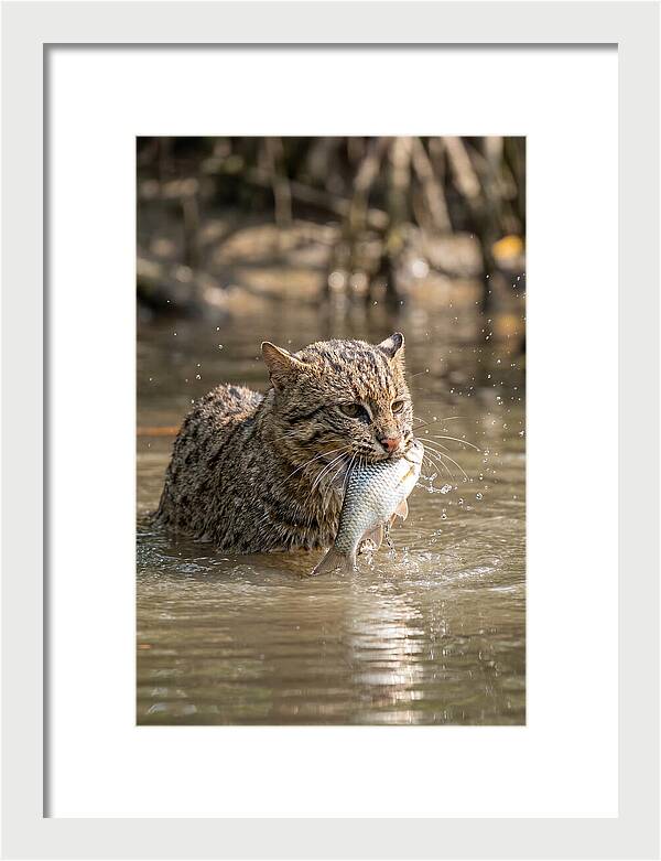 Graceful Hunter Of The Wetlands