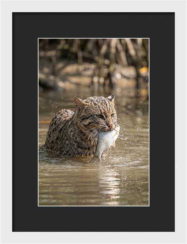 Graceful Hunter Of The Wetlands