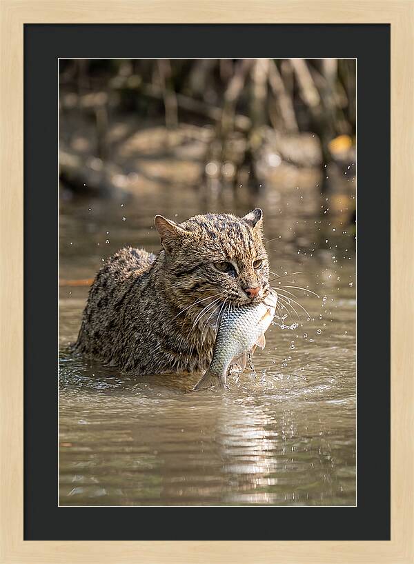 Graceful Hunter Of The Wetlands