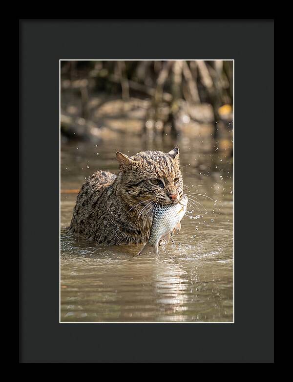Graceful Hunter Of The Wetlands
