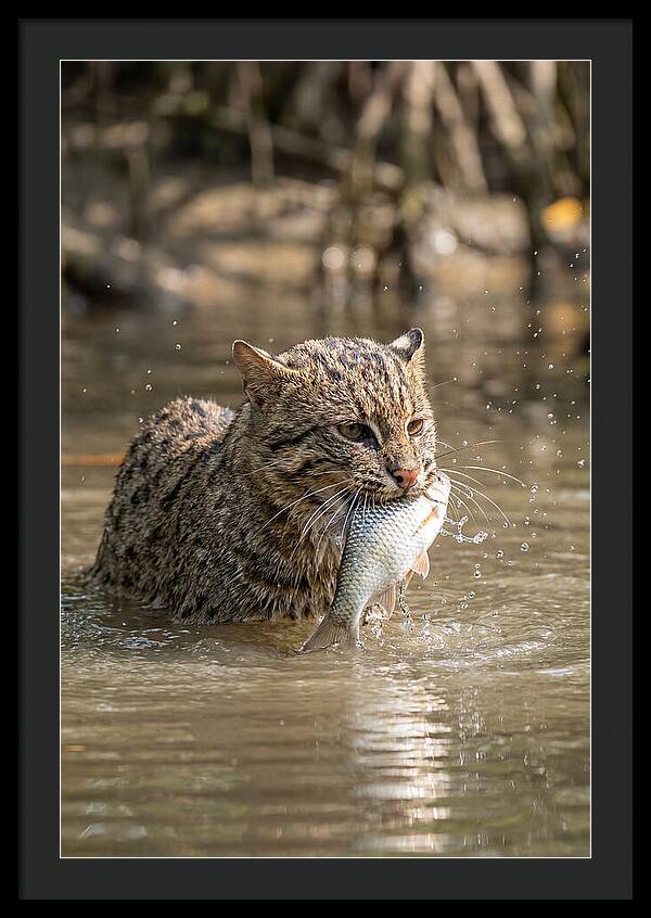 Graceful Hunter Of The Wetlands