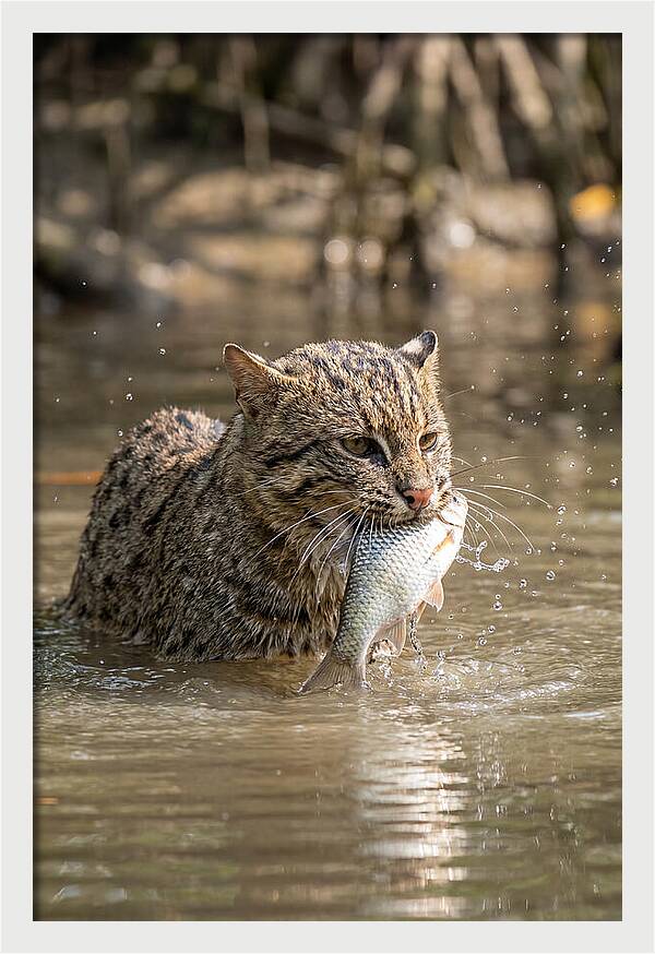 Graceful Hunter Of The Wetlands