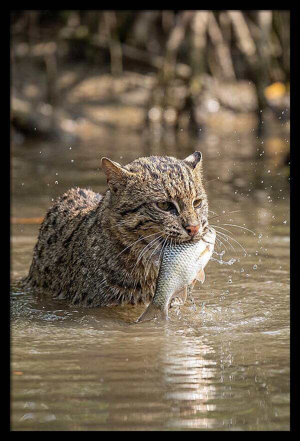Graceful Hunter Of The Wetlands