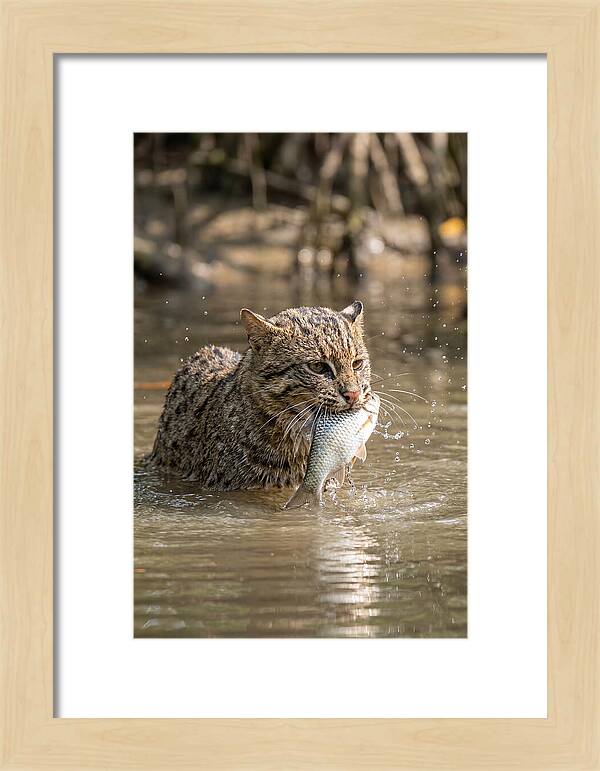 Graceful Hunter Of The Wetlands