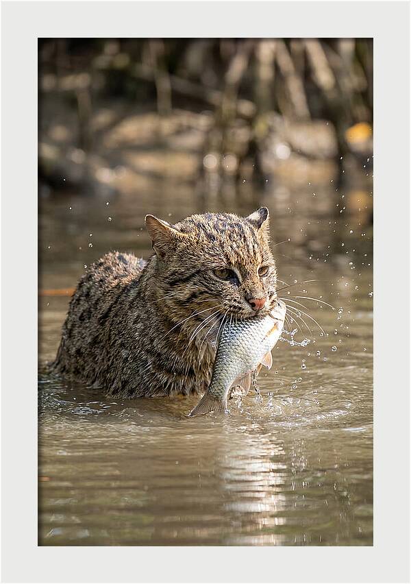 Graceful Hunter Of The Wetlands