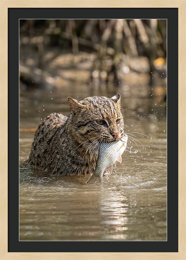 Graceful Hunter Of The Wetlands