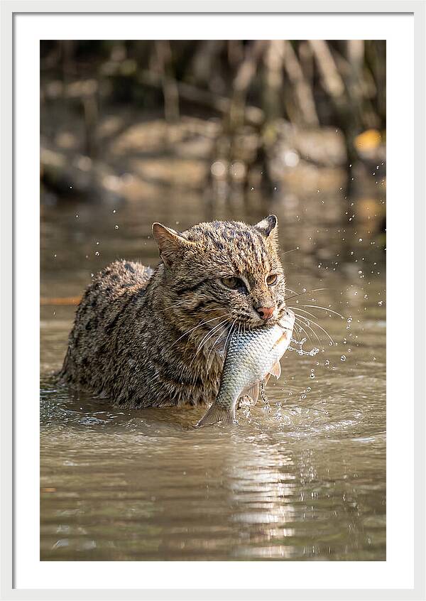 Graceful Hunter Of The Wetlands