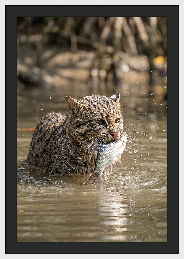 Graceful Hunter Of The Wetlands