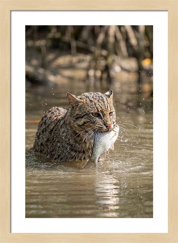 Graceful Hunter Of The Wetlands