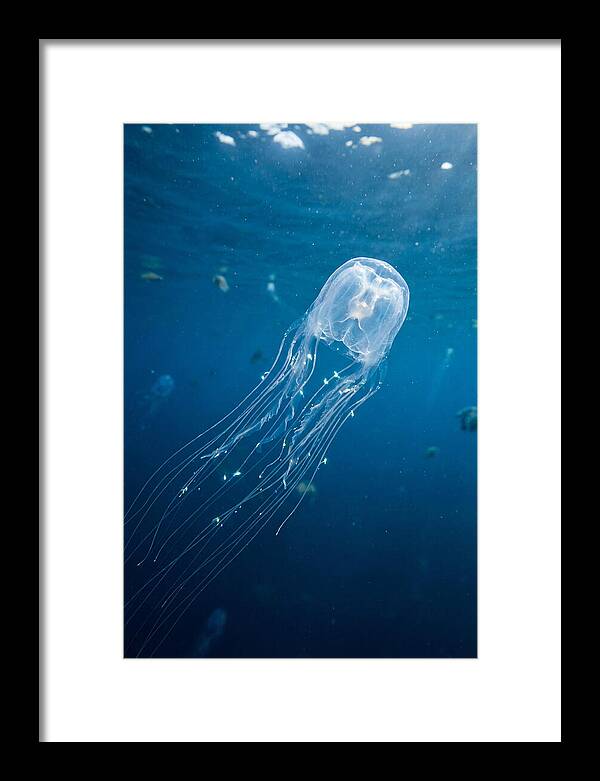 Graceful Jellyfish Swimming Elegantly