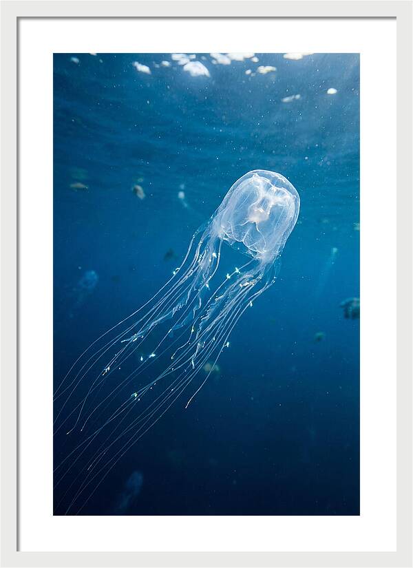Graceful Jellyfish Swimming Elegantly