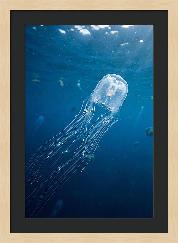 Graceful Jellyfish Swimming Elegantly