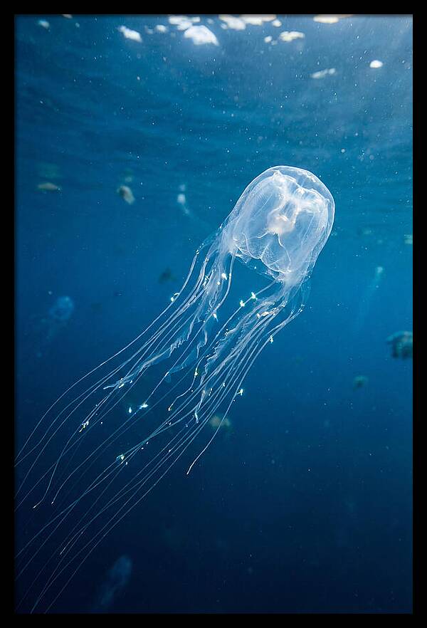 Graceful Jellyfish Swimming Elegantly