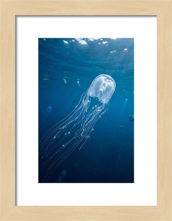 Graceful Jellyfish Swimming Elegantly