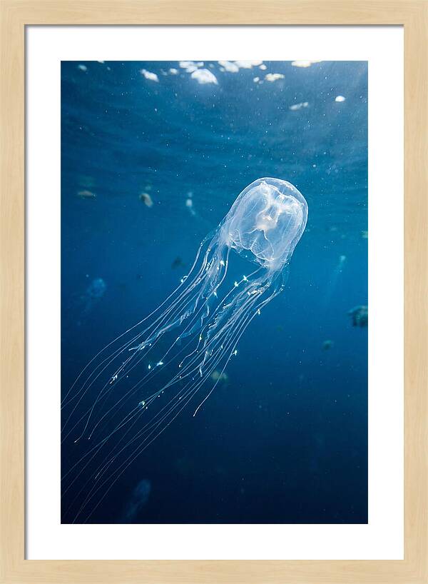Graceful Jellyfish Swimming Elegantly