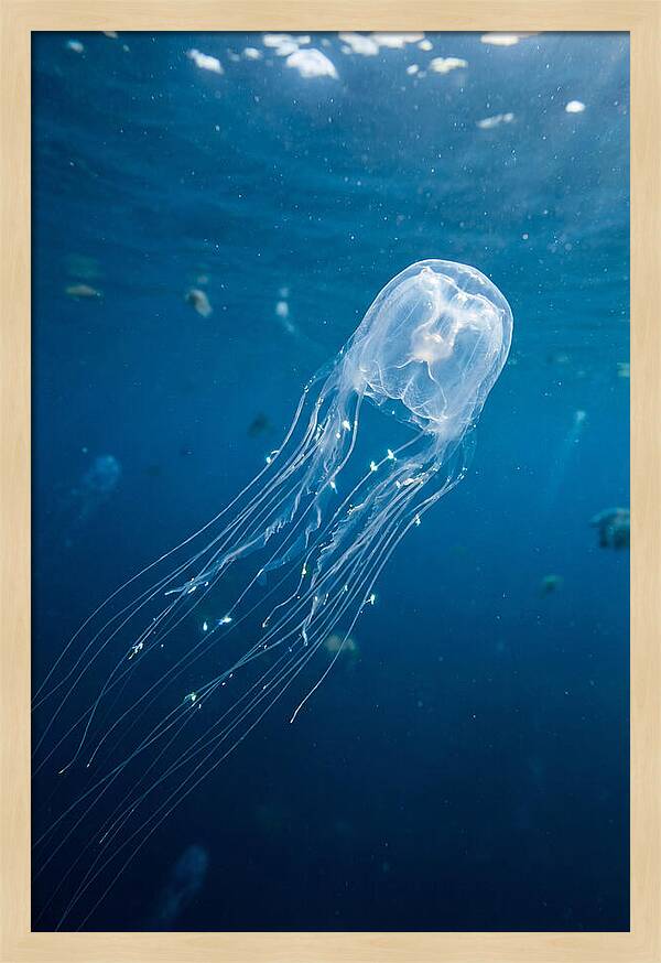 Graceful Jellyfish Swimming Elegantly