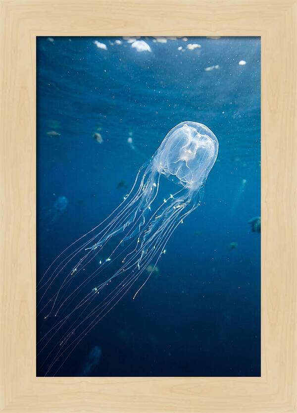 Graceful Jellyfish Swimming Elegantly