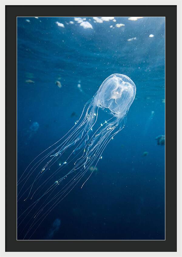 Graceful Jellyfish Swimming Elegantly