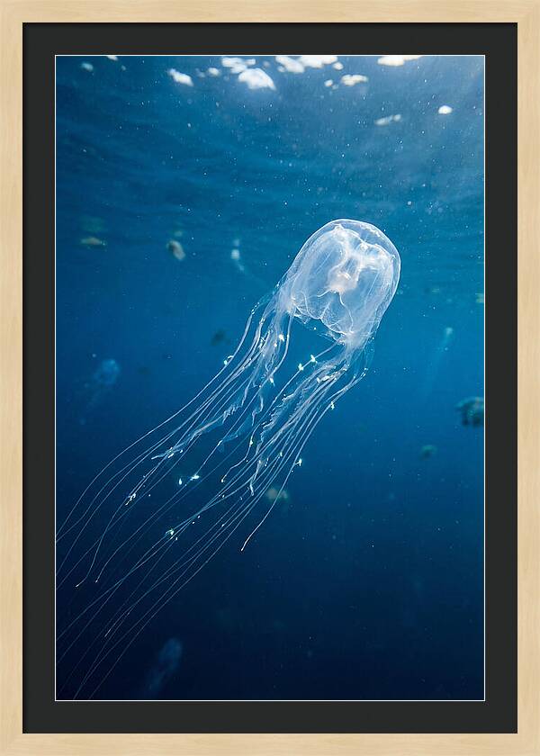 Graceful Jellyfish Swimming Elegantly