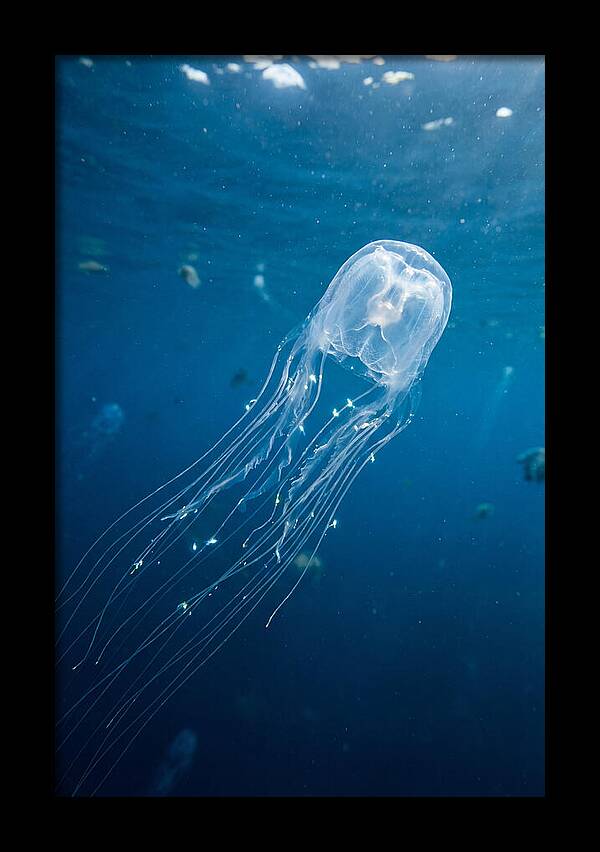 Graceful Jellyfish Swimming Elegantly