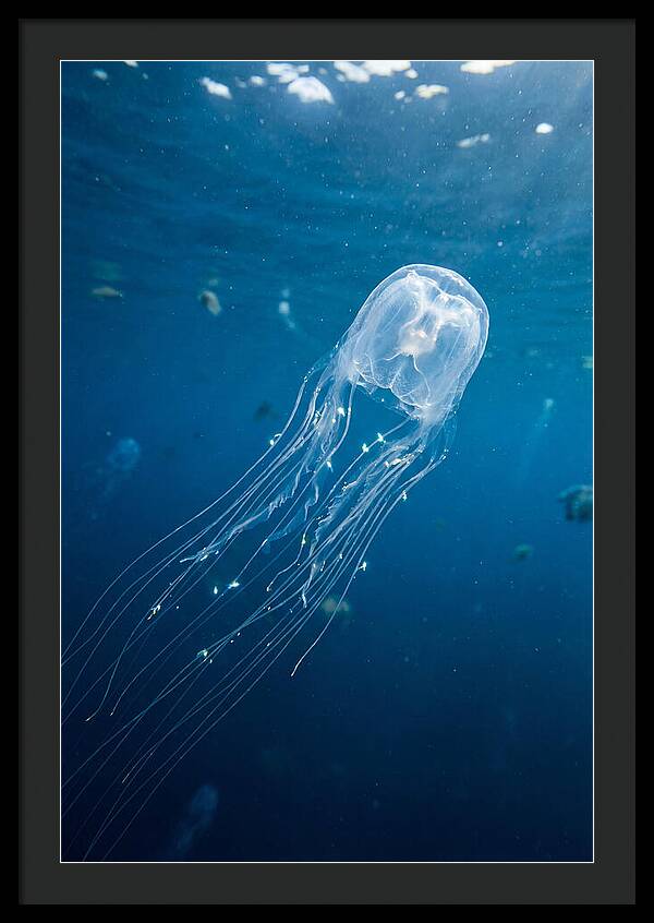 Graceful Jellyfish Swimming Elegantly
