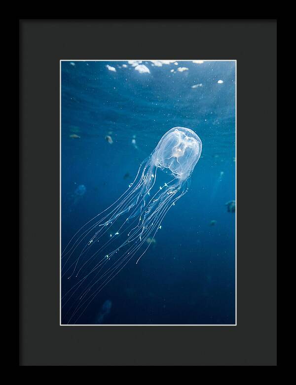 Graceful Jellyfish Swimming Elegantly