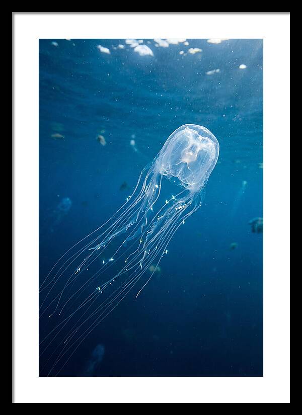 Graceful Jellyfish Swimming Elegantly