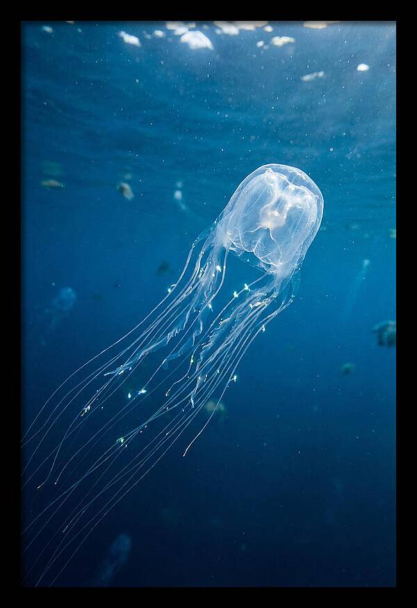Graceful Jellyfish Swimming Elegantly