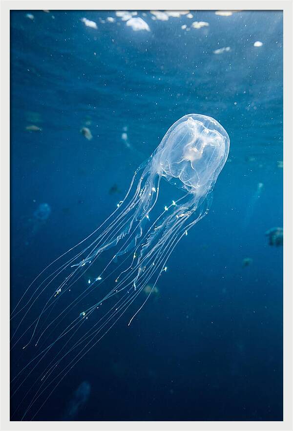 Graceful Jellyfish Swimming Elegantly