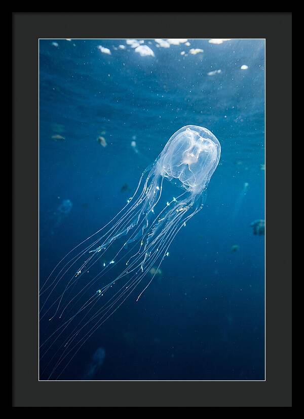 Graceful Jellyfish Swimming Elegantly
