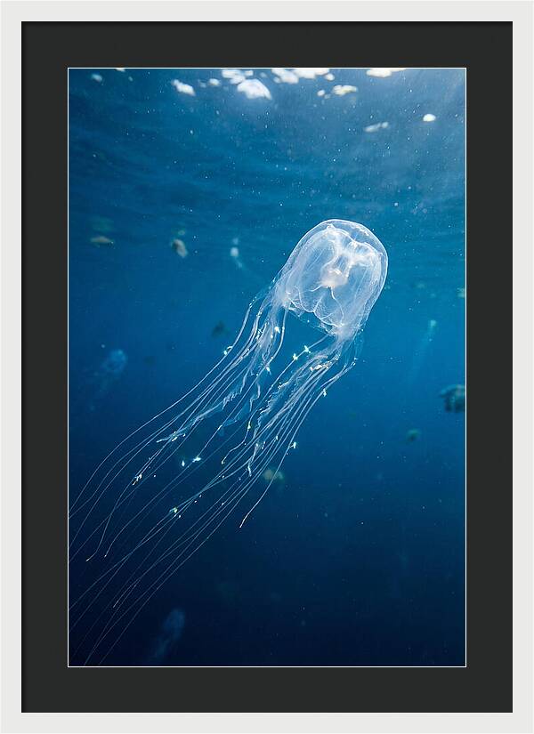 Graceful Jellyfish Swimming Elegantly