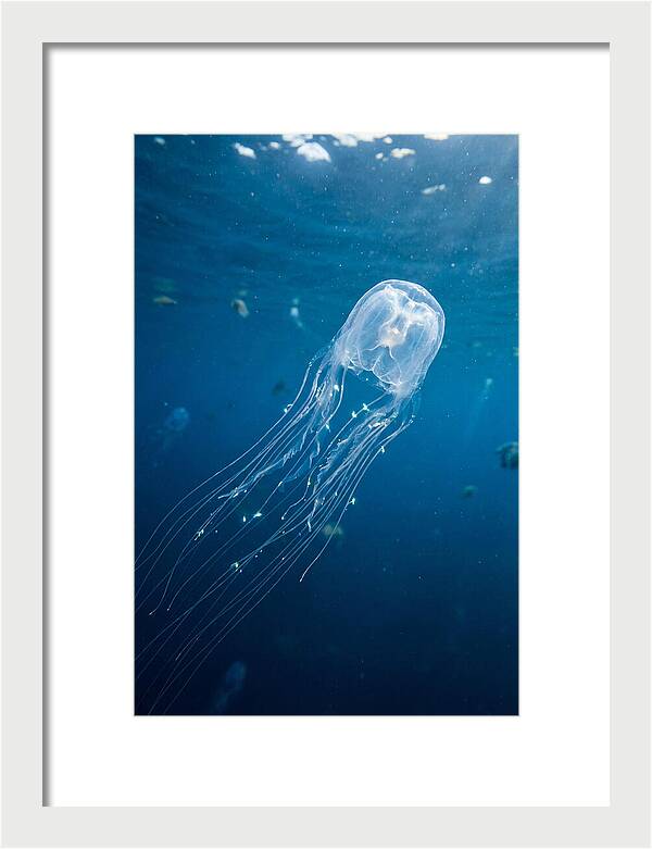 Graceful Jellyfish Swimming Elegantly