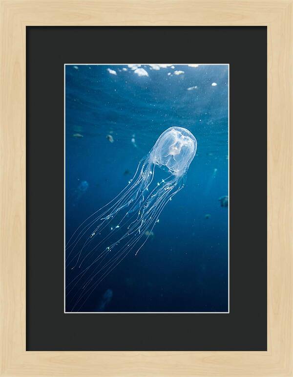 Graceful Jellyfish Swimming Elegantly