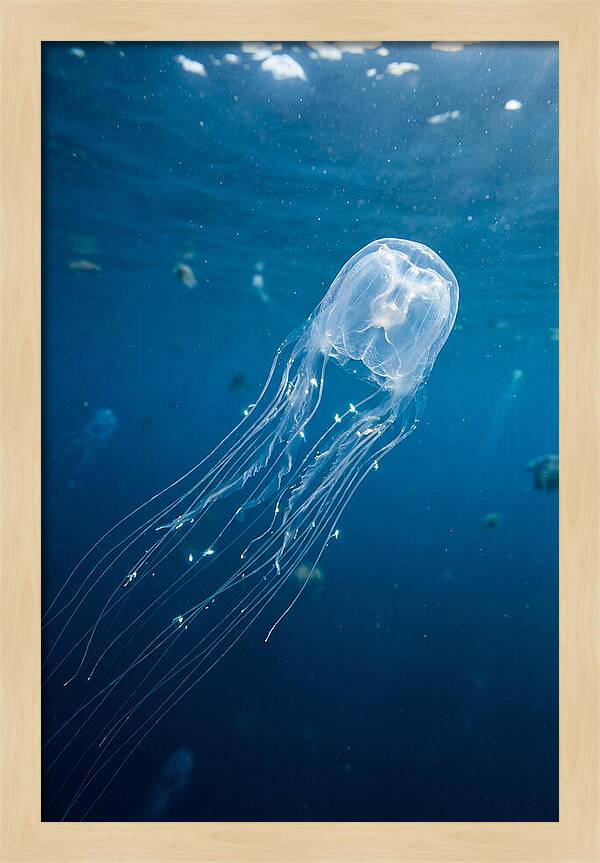 Graceful Jellyfish Swimming Elegantly