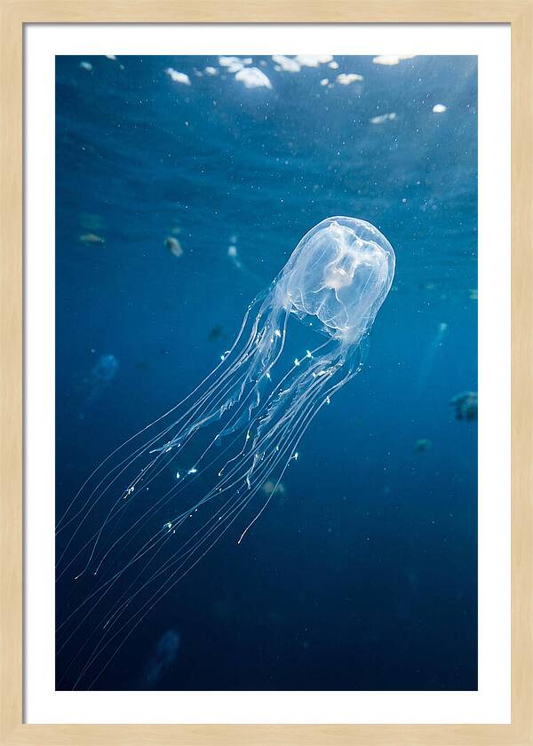 Graceful Jellyfish Swimming Elegantly